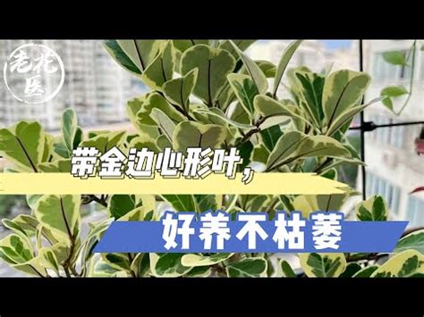 斑葉三角榕繁殖